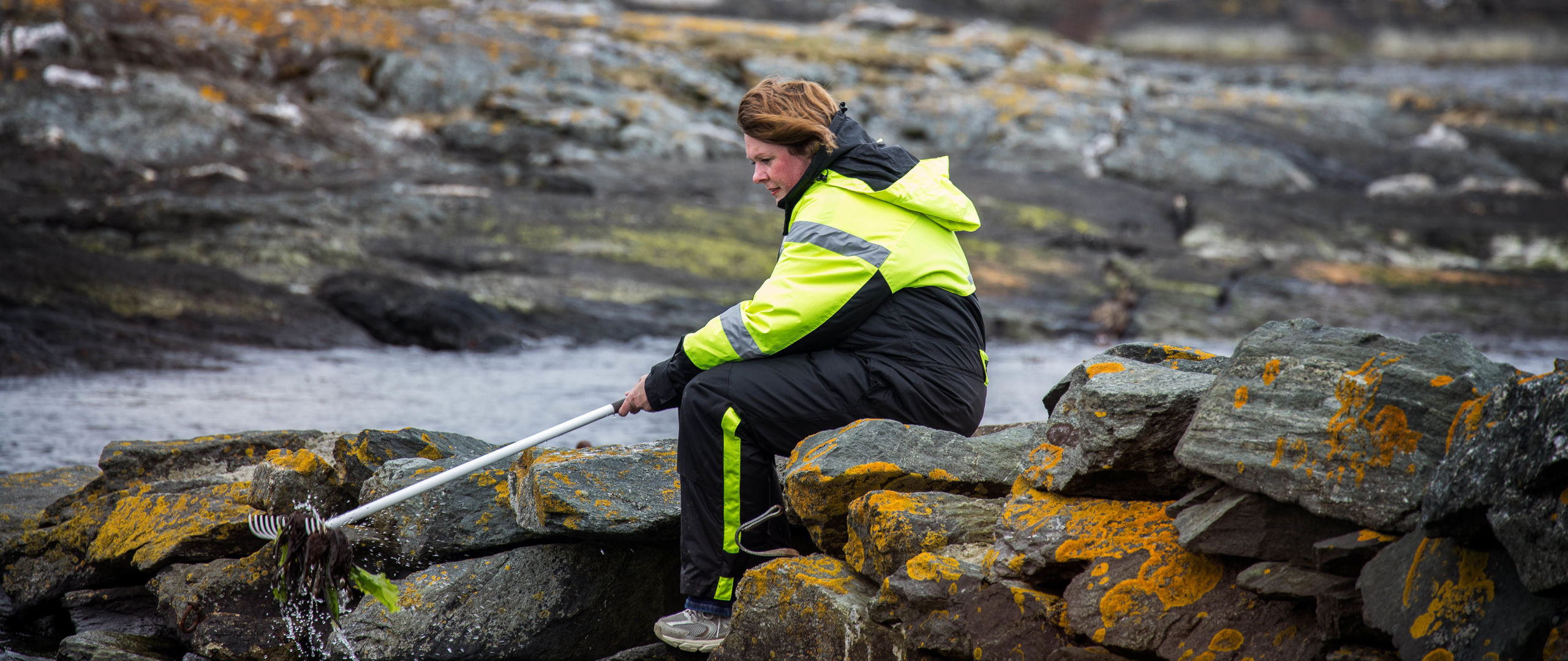 A person sitting by the sea, raking seaweed from the water