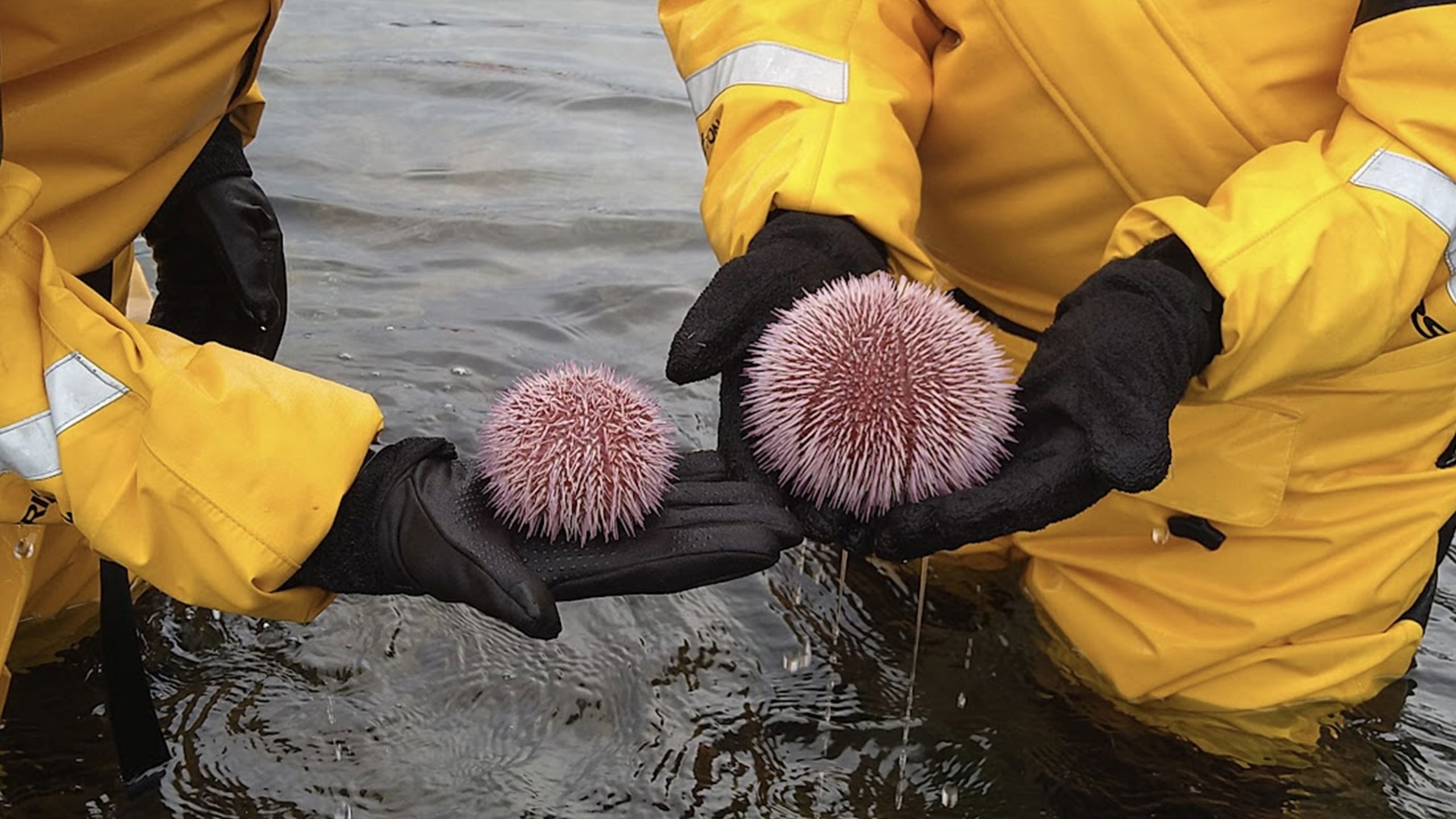 To personer som holder hver sin kråkebolle.