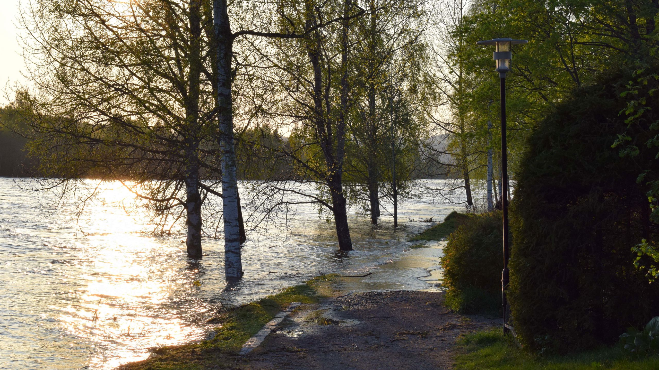 Gangvei og trær er oversvømt av en elv.