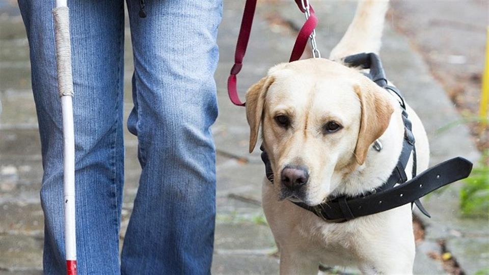Visually impaired with guide dog